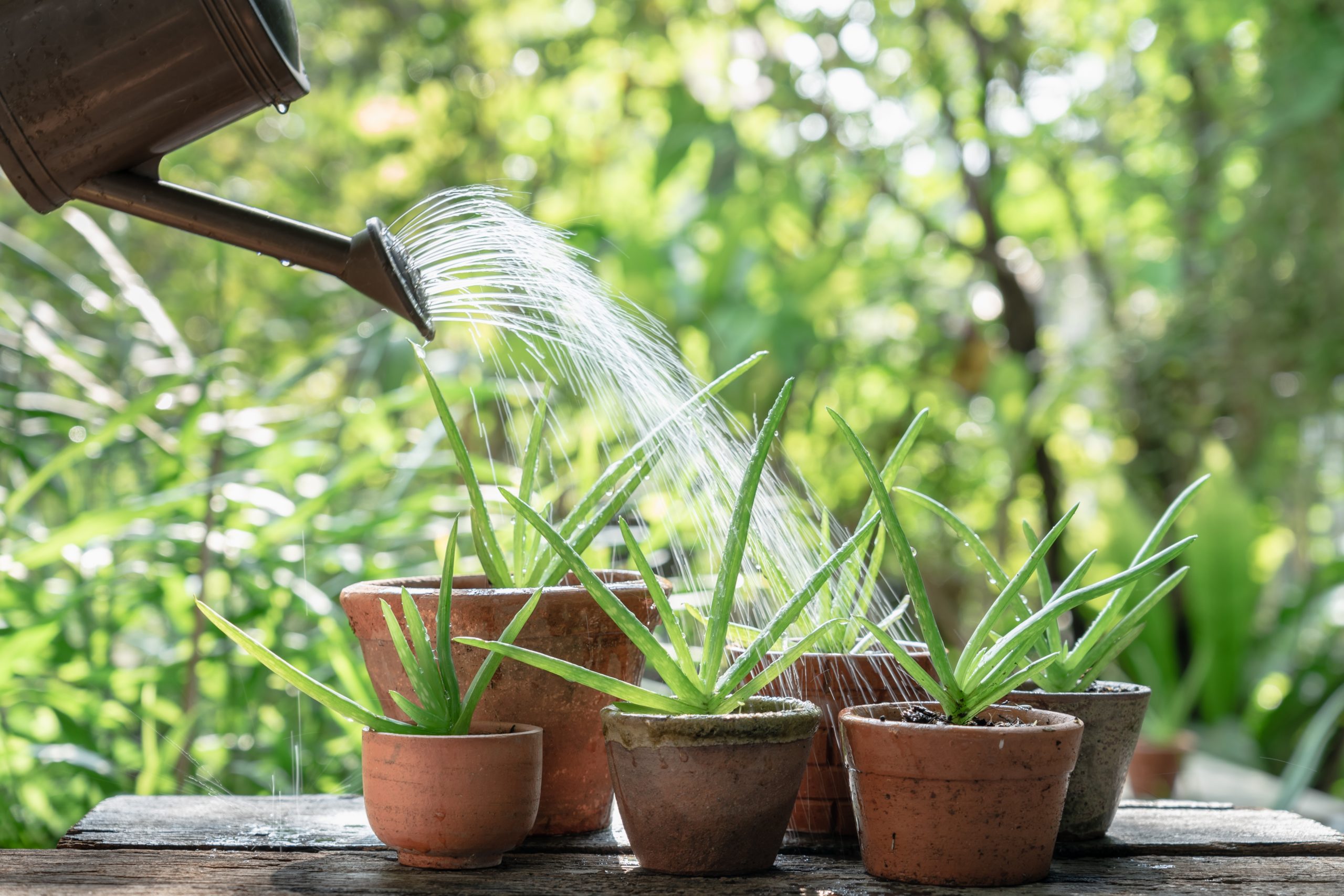 Lawn And Garden Tricks That'll Save You Time And Money   The Delite