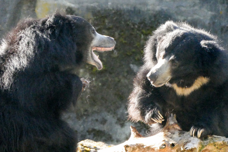 Sparring Sloth Bears