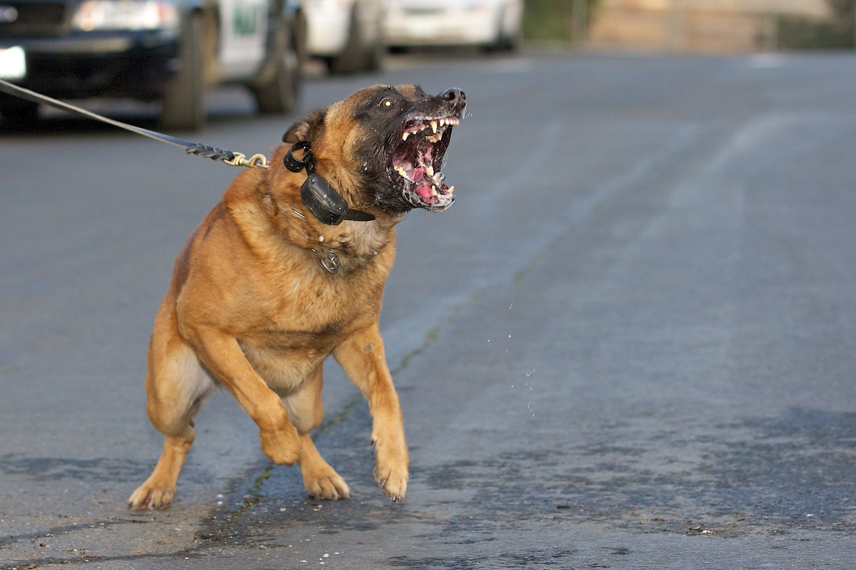 World's Most Dangerous Dog Breeds - The Delite