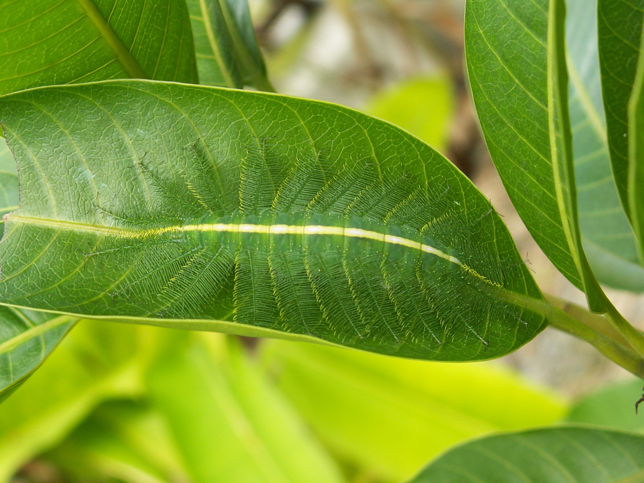 malaysia unbekannte Raupenart unidentified caterpillar