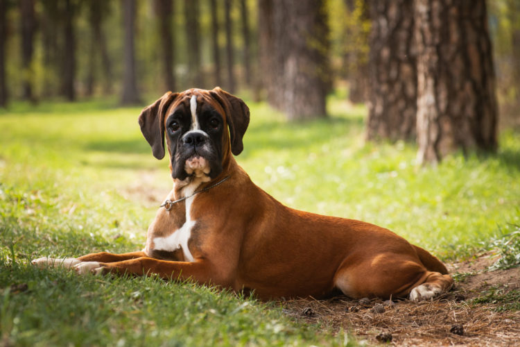 Puppy Dog Breed German Boxer Lies The Delite